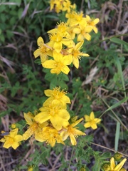 Hypericum perforatum