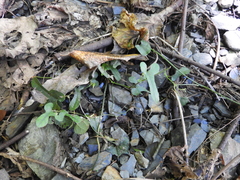 Aristolochia kaempferi