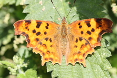 Polygonia c-album