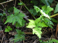 Doryopteris concolor