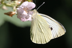 Pieris brassicae