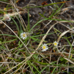 Erigeron lonchophyllus