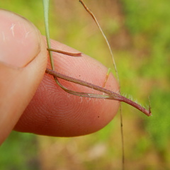 Erigeron lonchophyllus