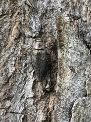 Chrysochroinae