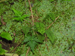 Cheilanthes chusana