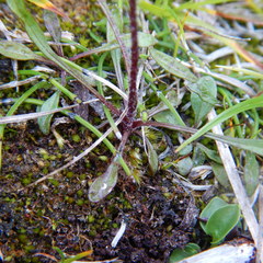 Erigeron lonchophyllus