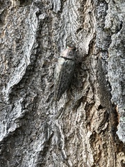 Chrysochroinae