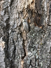Chrysochroinae