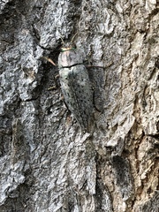 Chrysochroinae