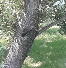 Colaptes auratus