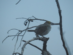 Ammodramus aurifrons