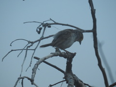 Ammodramus aurifrons