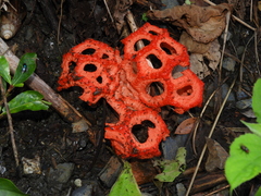 Clathrus crispatus