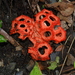 Clathrus crispatus - Photo (c) Penny Wang, some rights reserved (CC BY-NC), uploaded by Penny Wang