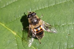 Eristalis tenax