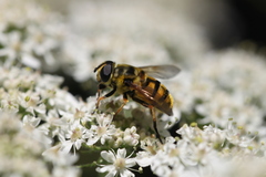 Myathropa florea