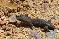 Crenadactylus ocellatus