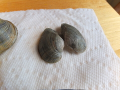 Truncilla donaciformis