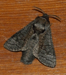 Cossinae