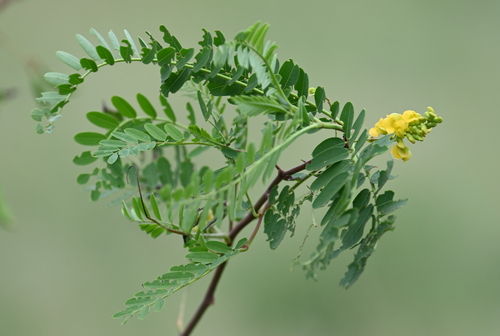 Image of Sesbania virgata by (c) Amber M. King, some rights reserved (CC BY)