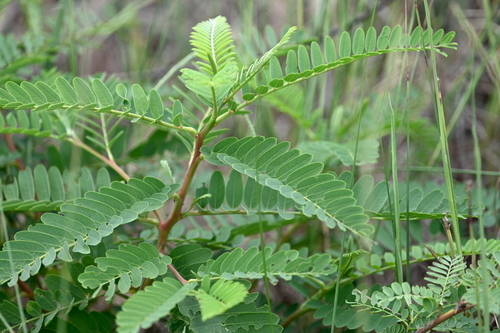 Image of Sesbania virgata by (c) Amber M. King, some rights reserved (CC BY)