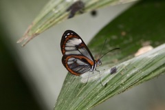 Ithomia terra