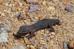 Crenadactylus ocellatus