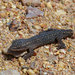 Australian Clawless Geckos - Photo (c) John Sullivan, some rights reserved (CC BY-NC), uploaded by John Sullivan