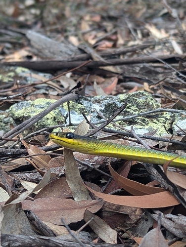 Common Tree Snake sighting