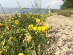 Lotus corniculatus corniculatus