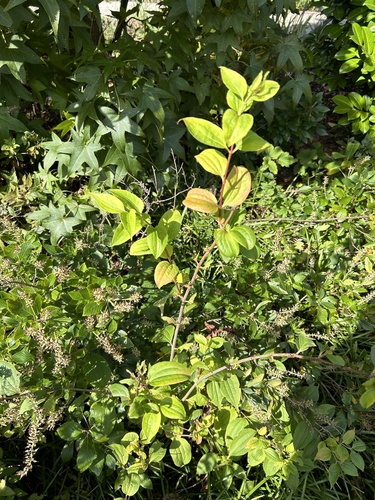 Heptacodium miconioides