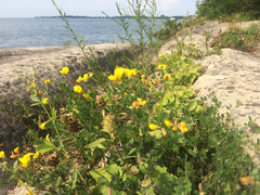 Lotus corniculatus corniculatus