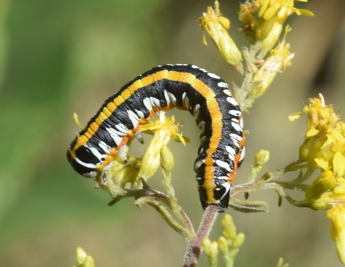 Cucullia alfarata photographed on goldenrod