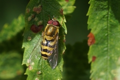 Syrphus vitripennis