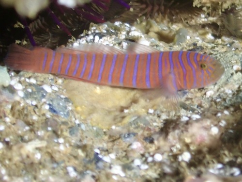 Zebra goby (Lythrypnus zebra) — Gobiidae — 3