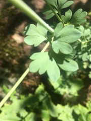 Capnoides sempervirens