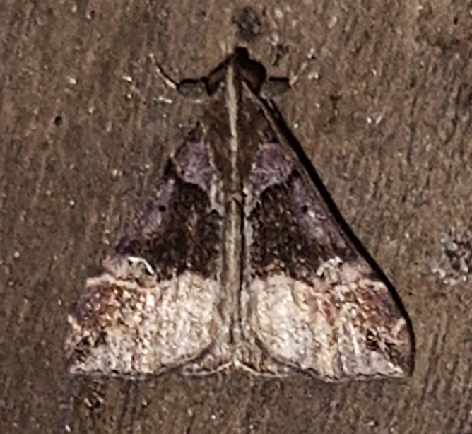 Scopifera phrygialis
