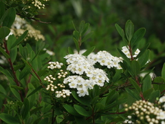 Spiraea nipponica