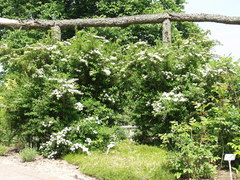 Spiraea nipponica