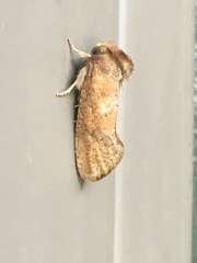Acrolophus plumifrontella