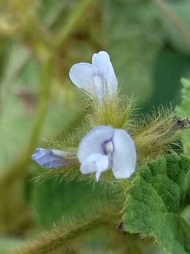 Image of Calopogonium mucunoides by no rights reserved