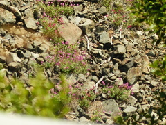 Centranthus ruber
