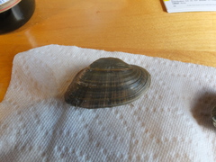 Alasmidonta marginata