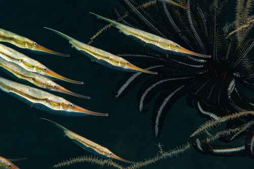 Smooth razorfish (Centriscus cristatus) — Centriscidae