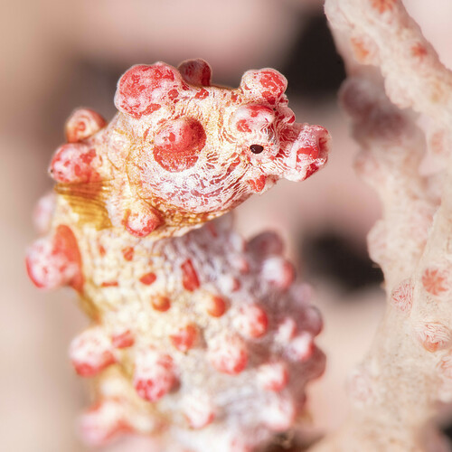 Pygmy Seahorse — seen at this dive site