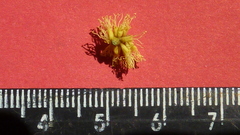 Stryphnodendron pulcherrimum