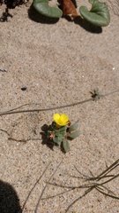 Camissoniopsis cheiranthifolia cheiranthifolia