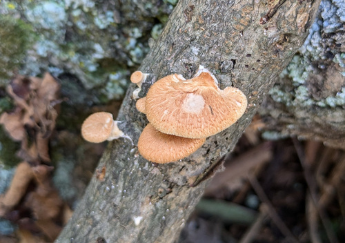 Neofavolus alveolaris