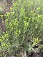 Chrysothamnus viscidiflorus puberulus