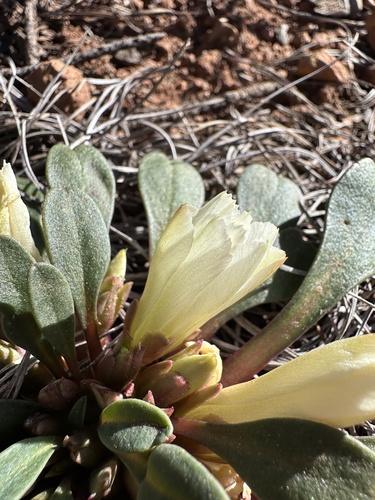 Image of Lewisia kelloggii by (c) Matt Berger, some rights reserved (CC BY)